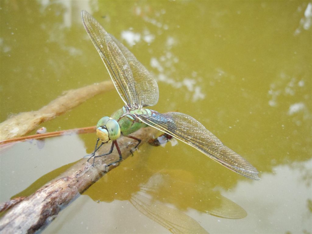 Anax imperator in ovoposizione